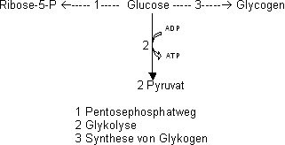 Glykolyse bilanz